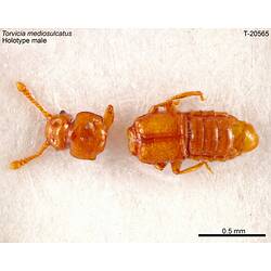 <em>Torvicia mediosulcatus</em> Chandler, 2001