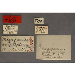 Handwritten specimen labels.