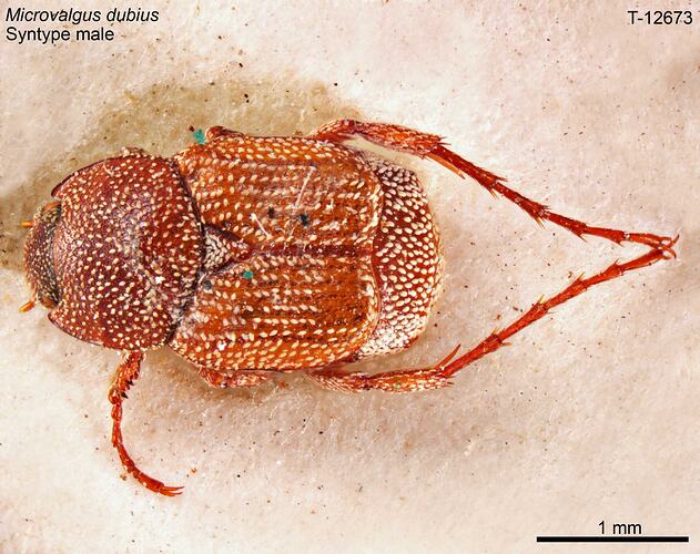 Beetle specimen, dorsal view.
