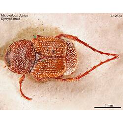 Beetle specimen, dorsal view.