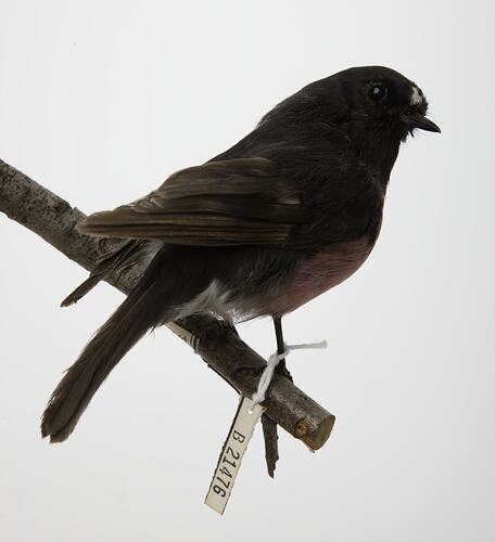 Side view of pink-breasted brown bird specimen with labels mounted on branch.