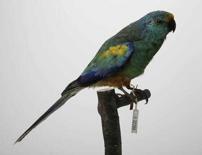 Side view of green and blue parrot specimen mounted on perch.