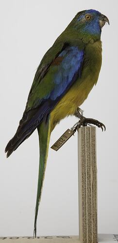 <em>Neophema pulchella</em>, Turquoise Parrot, mount.  Registration no. B 21206.