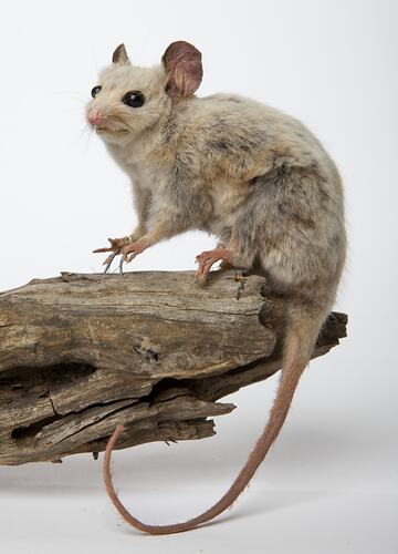 Eastern Pygmy Possum specimen mounted on log.
