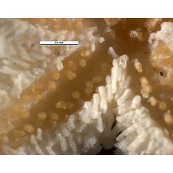 Detail of ventral view of cream-coloured seastar specimen.