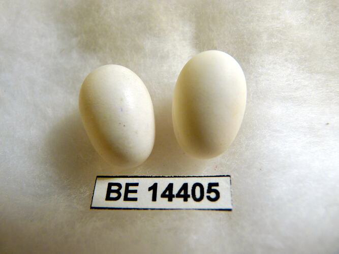 Two bird eggs with specimen label.