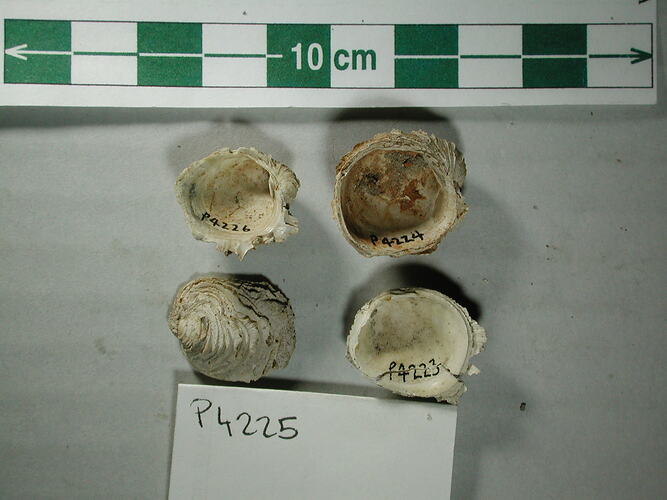 <em>Chama lamellifera</em>, fossil clam.  Registration no. P 4225.