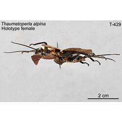 Stonefly specimen, female, lateral view.
