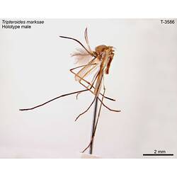 Mosquito specimen, male, lateral view.
