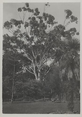 Photograph - Manna Gum, Grounds of Melbourne Observatory House, The Domain, South Yarra, Victoria, circa 1935