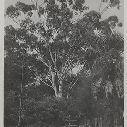Photograph - Manna Gum, Grounds of Melbourne Observatory House, The Domain, South Yarra, Victoria, circa 1935