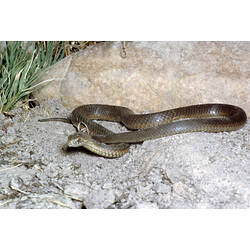 Lowland Copperhead snake on a rock.