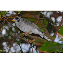 A Noisy Miner perched on a branch.