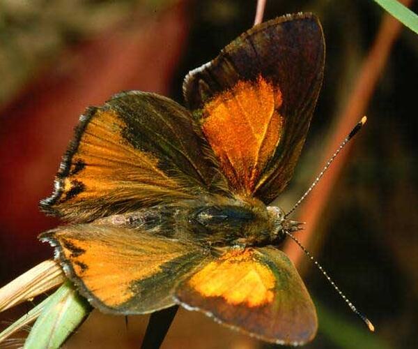 A male Fiery Copper butterfly on a blade of grass.