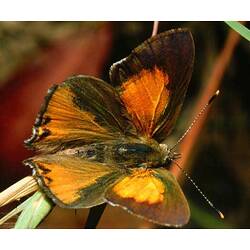 A male Fiery Copper butterfly on a blade of grass.