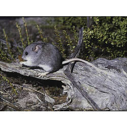 A Silky Mouse on a fallen log.