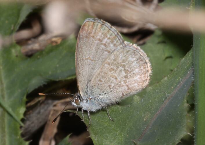 A Common Grass-blue butterfly on a leaf, showing underside of wings.