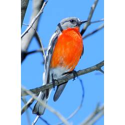 A male Flame Robin perched on a narrow branch.