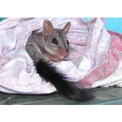 An abandoned Brush-tailed Phascogale in a bag at a wildlife shelter.