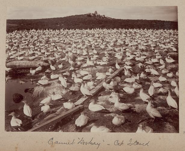 Gannet Rookery, Cat Island, Bass Strait, 1893