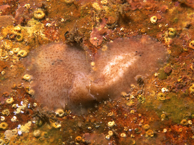 Family Stylochidae, flatworm. Flinders Pier, Victoria. [F 172777]
