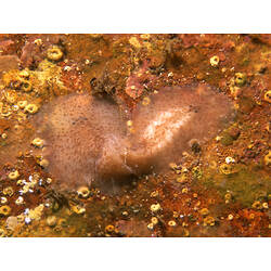 Family Stylochidae, flatworm. Flinders Pier, Victoria. [F 172777]