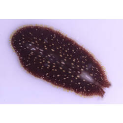 Dorsal view of flatworm.