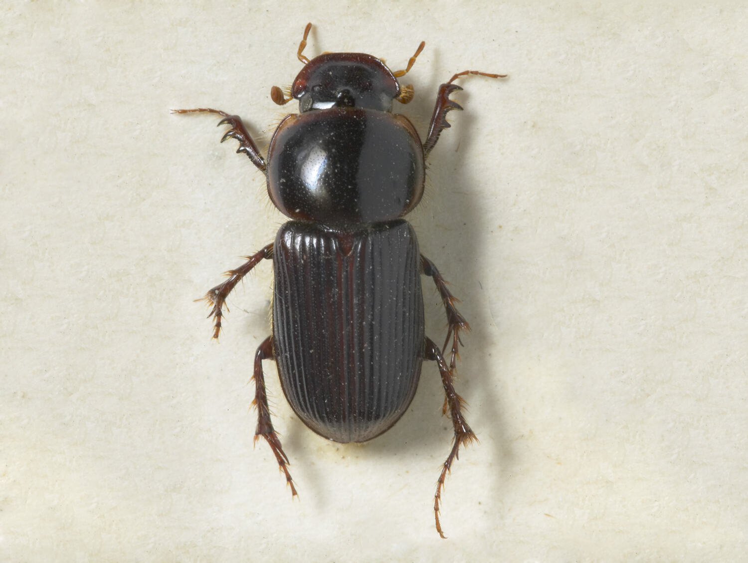 Acrossidius tasmaniae Hope, 1847, Black-headed Pasture Cockchafer