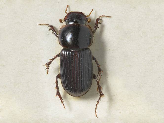 A black beetle (a Black-headed Pasture Cockchafer) on a white background.