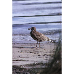 A bird, a young Pacific Gull, standing on the shore.
