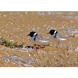 Two Hooded Plovers standing on sand.