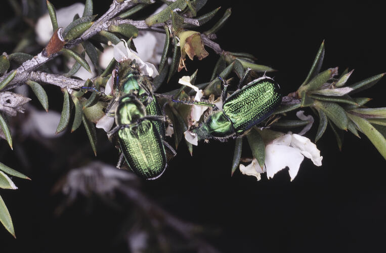 A Green Scarab Beetle on a flowering plant.