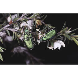 <em>Diphucephala</em>, Green Scarab Beetle