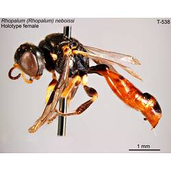 Wasp specimen, female, lateral view.