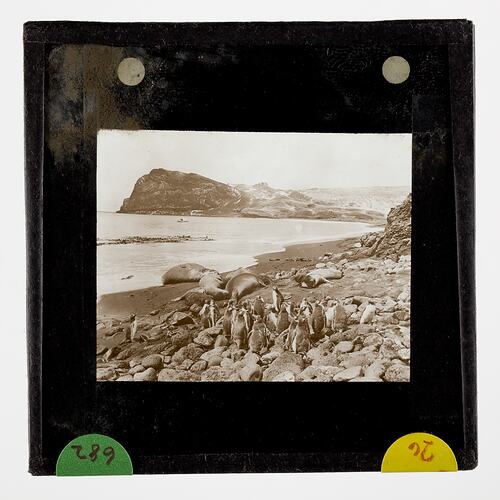 Lantern Slide - 'Sea Elephants & Gentoo Penguins, Crozet Islands', BANZARE Voyage 1, Antarctica,1929-1930