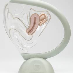 Model - Ortho Pharmaceuticals, Female Reproductive System, 1970s