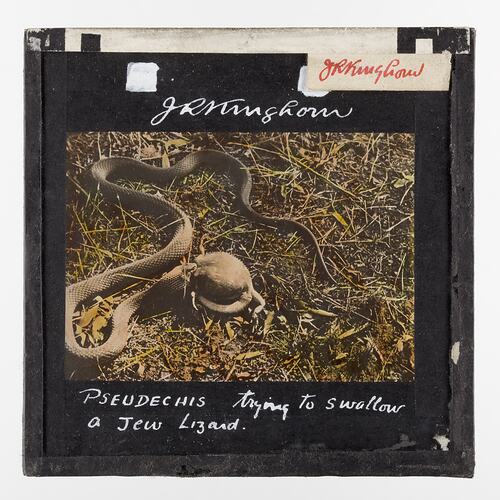 Lantern Slide - Snake Trying to Swallow Jew Lizard, 1920-1940