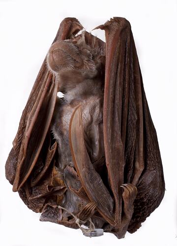 Spirit preserved bat specimen.