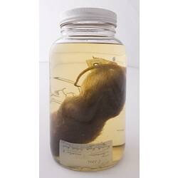 Golden Bandicoot specimen with labels in jar of ethanol.