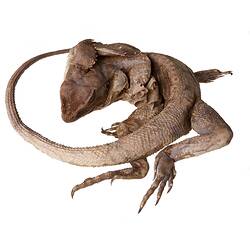 Spirit preserved Frilled Lizard specimen, dorsal view.