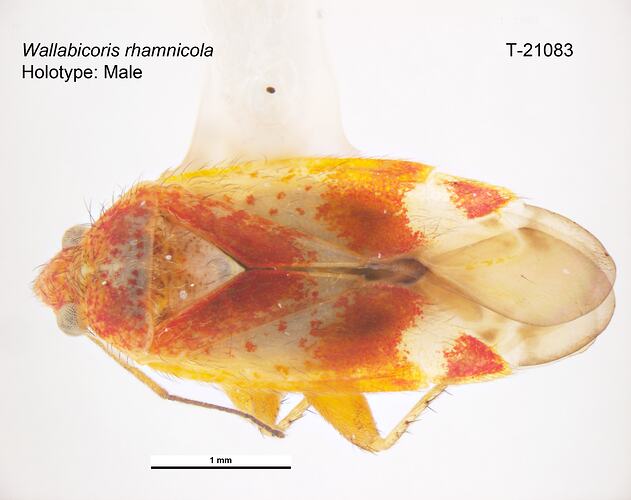 Bug specimen, dorsal view.