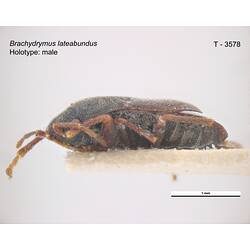 Bug specimen, lateral view.