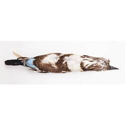Dry bird skin with specimen labels.