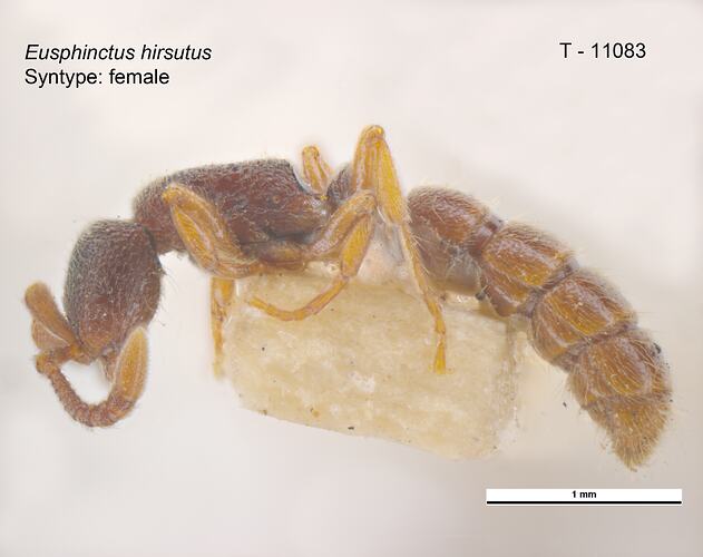 Ant specimen, lateral view.
