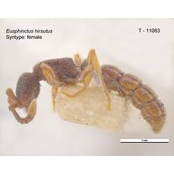 Ant specimen, lateral view.