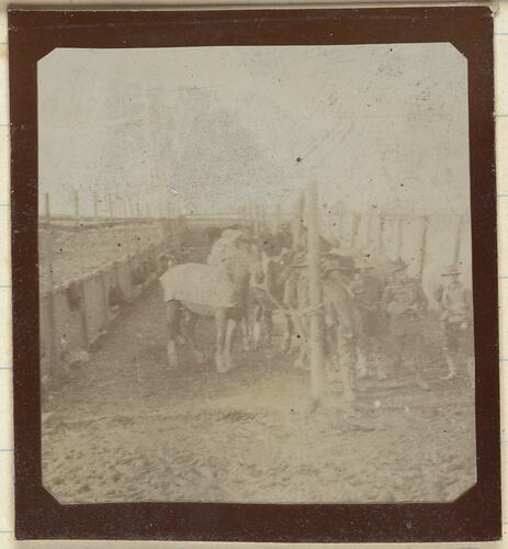 Horses in Camp, Somme, France, Sergeant John Lord, World War I, 1917