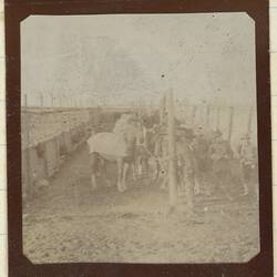 Photograph - Horses in Camp, Somme, France, Sergeant John Lord, World War I, 1917