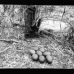 Glass Negative - Emu Nest, by A.J. Campbell, Australia, circa 1900