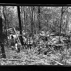 Glass Negative - by A.J. Campbell, Dandenong Ranges, Victoria, 1890