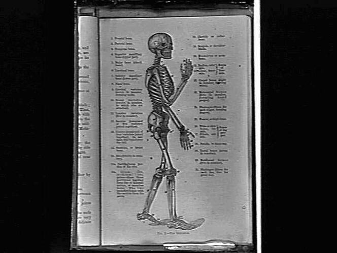 Book page showing illustration of human skeleton.